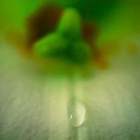 "A Tear For Lily"