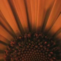 "Blaze Of Glory"