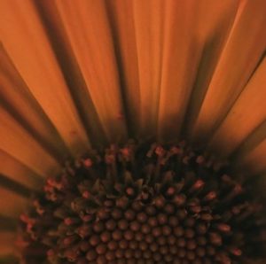 "Blaze Of Glory"