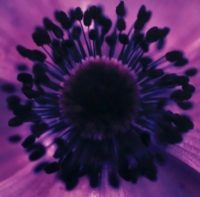 "Purple Haze"