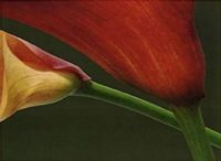 Jan Lens "Red Lilies 1"