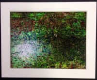 Stephen Whitmore "Under Growth Stream"