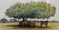 Helen Burke "Sicilian Shade"